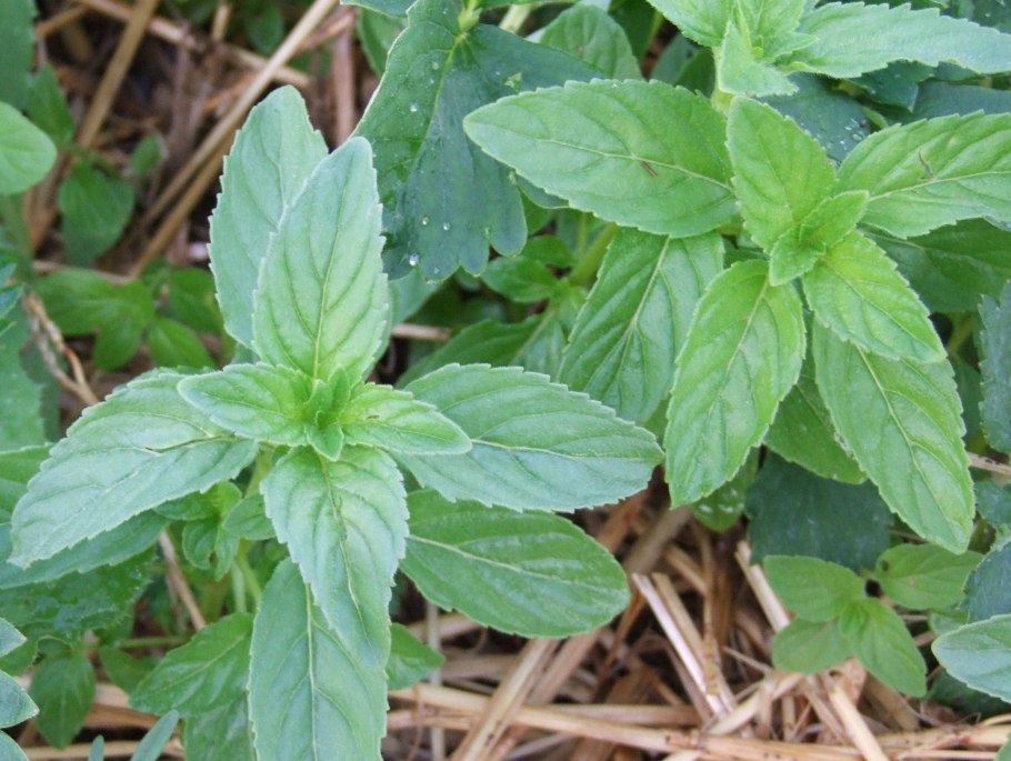 Мята перечная (Mentha piperita)