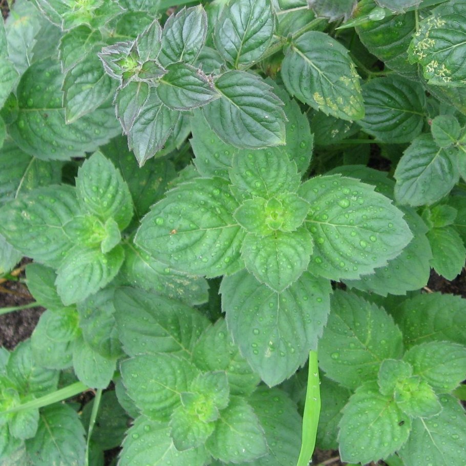 Мята Mentha spicata Moroccan
