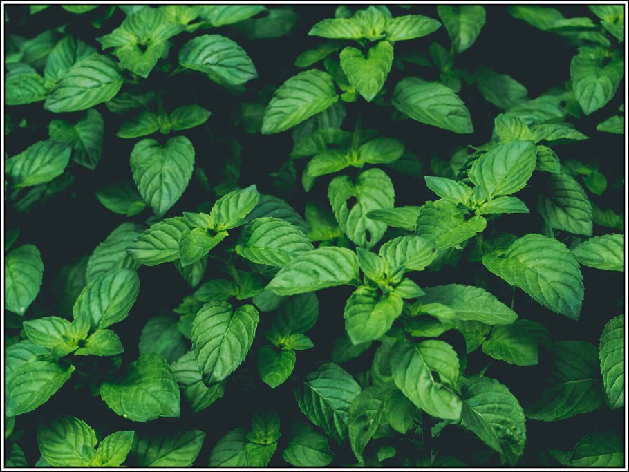 Мята полезные свойства лечебные свойства