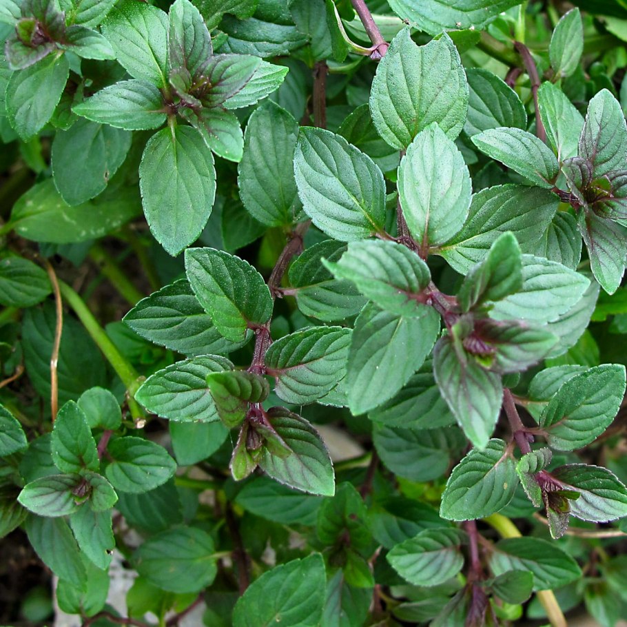 Mentha spicata
