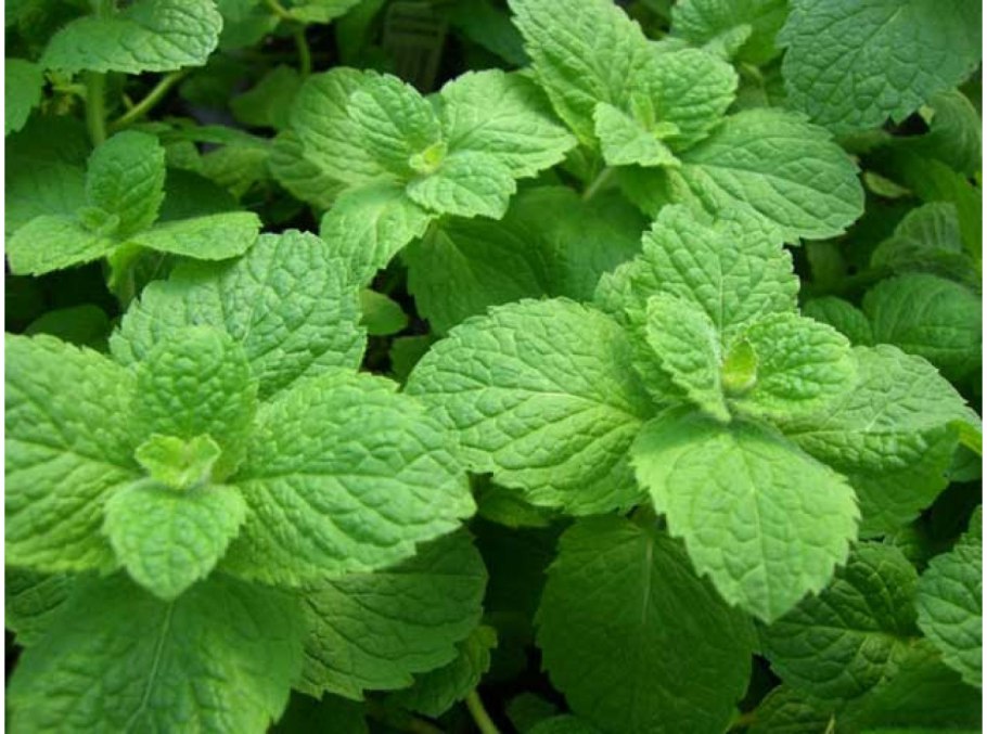 Мята разновидности и названия