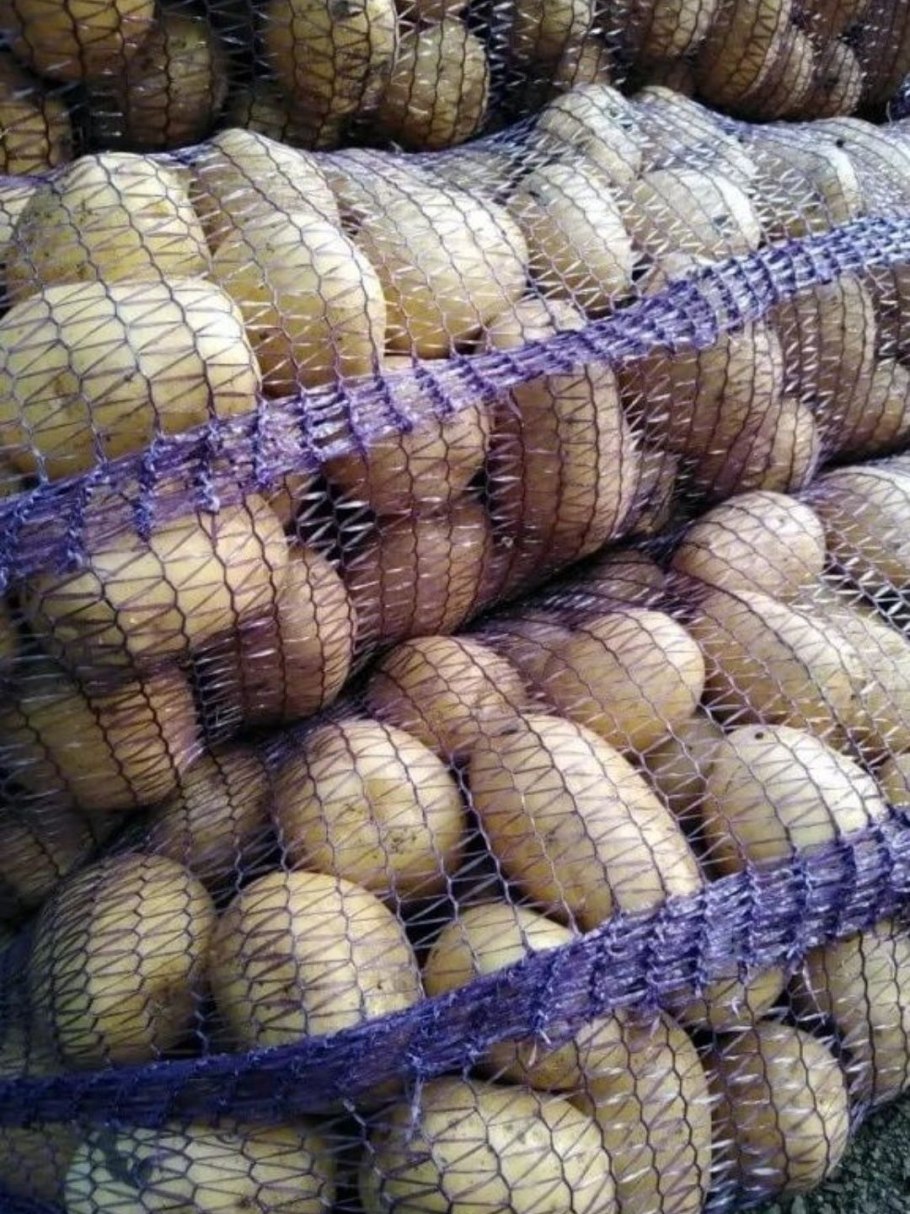 Сорт картофеля Импала