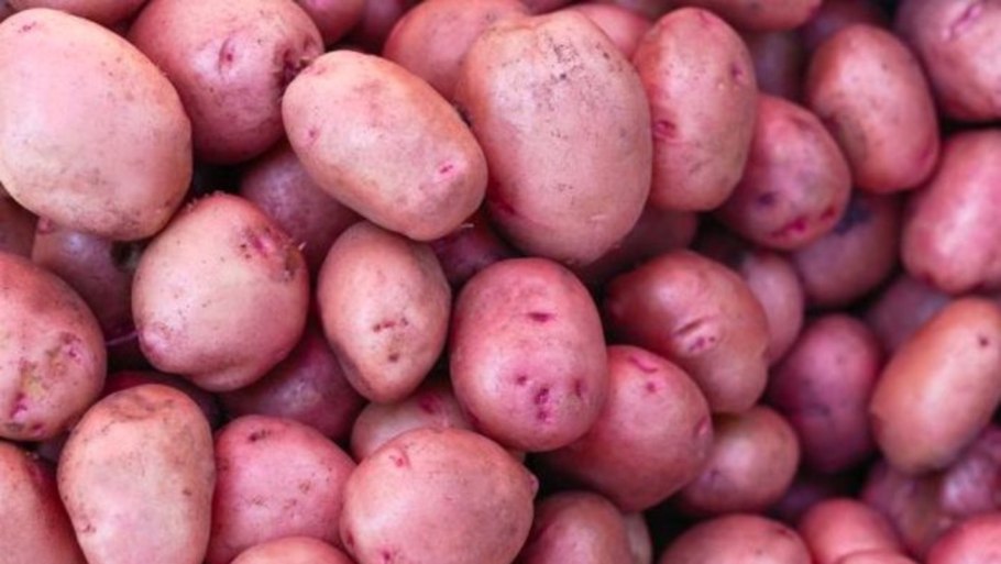 Сорт картофеля Коломбо