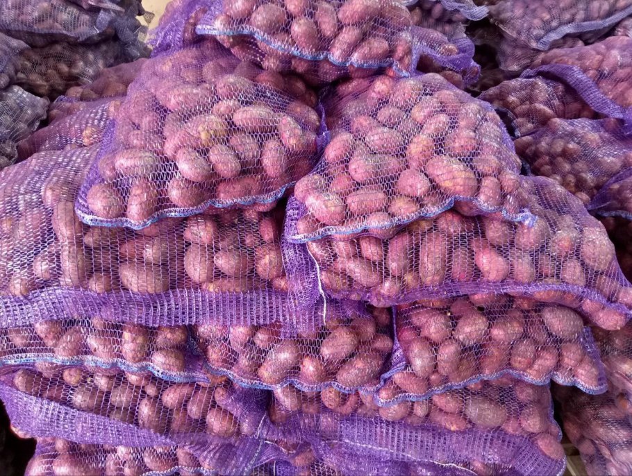 Картофель сорт Артемис