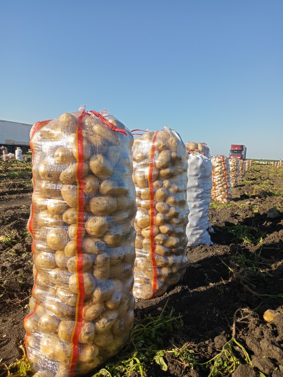 Картофель сорт Коломба