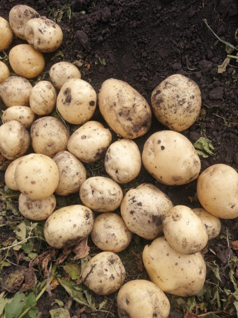 Сорт картофеля Латона