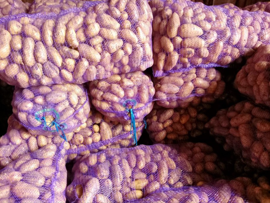 Семенной картофель, сорт «Бернина»