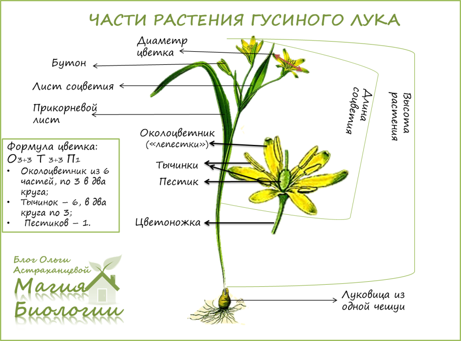 Лук репчатый Ботанический семейства