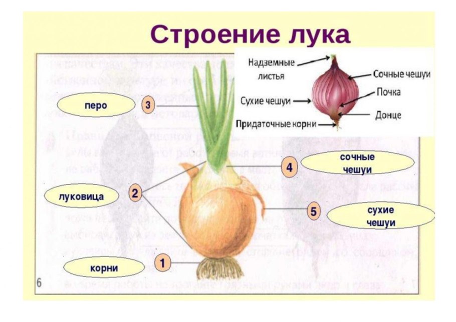 Из чего состоит луковица репчатого лука