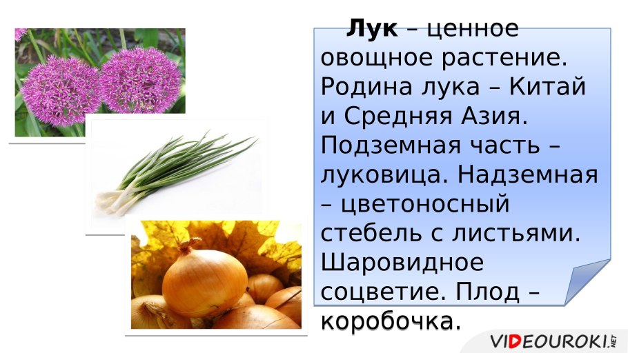 Репчатый лук полезные