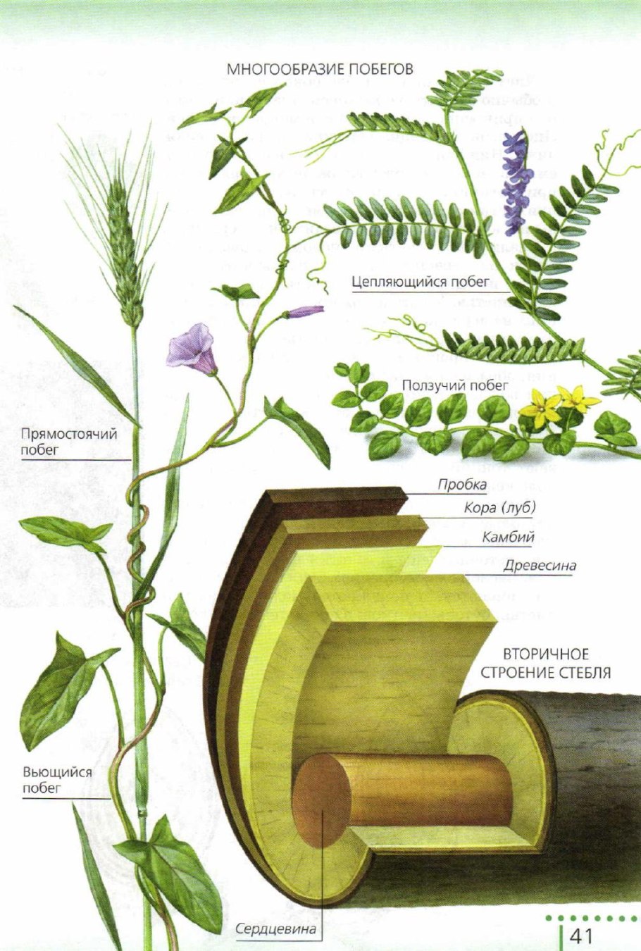 Строение стебля.многообразие стеблей.
