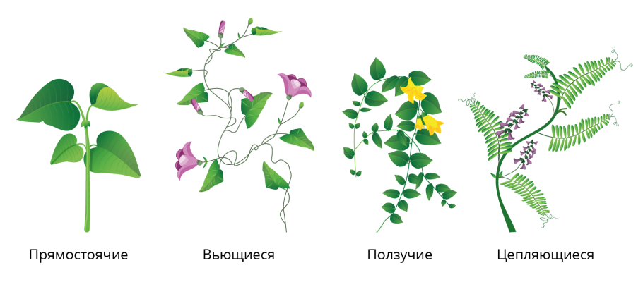 Органы покрытосеменного растения вегетативные и генеративные схема