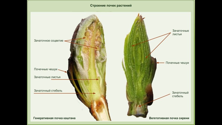 Стебель, почки, лист, междоузлие