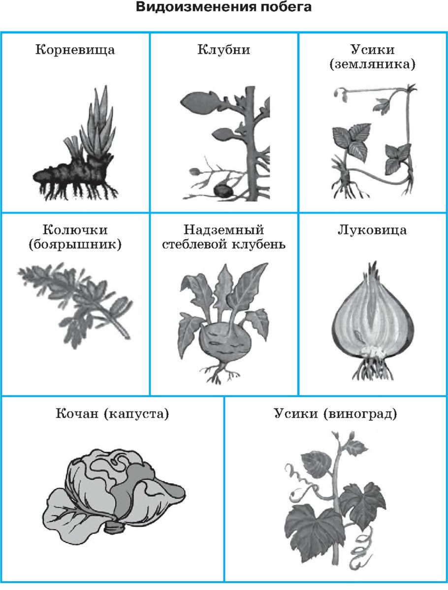 Хвощевидные весенний побег