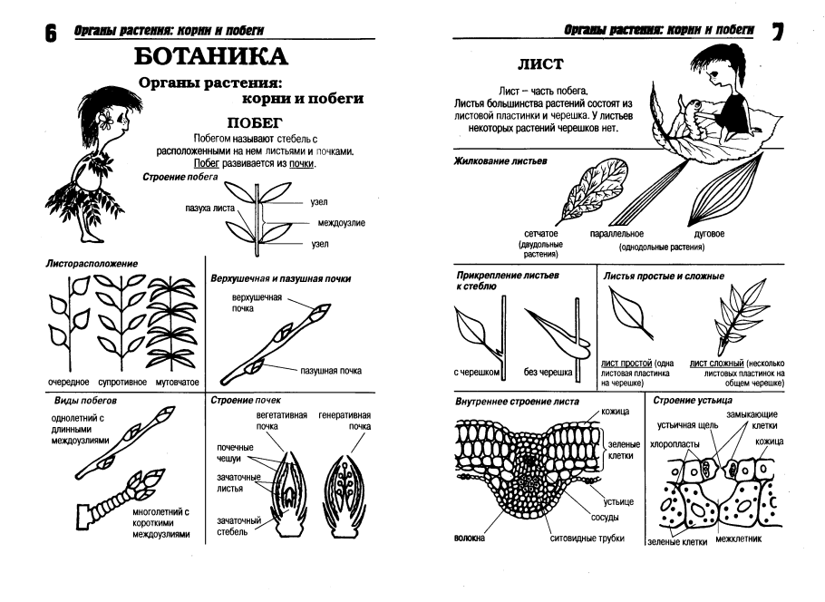 Внутреннее строение почки растения