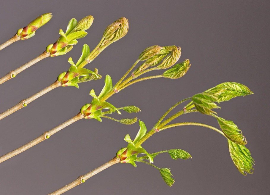 Схема обрезки плодовых деревьев по годам