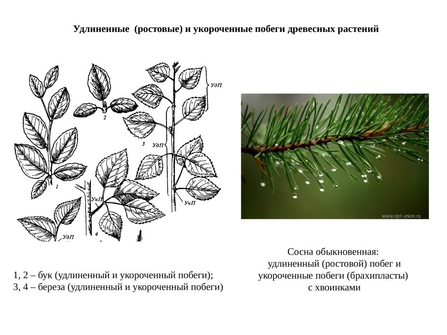 Прямостоячие цепляющиеся вьющиеся и ползучие