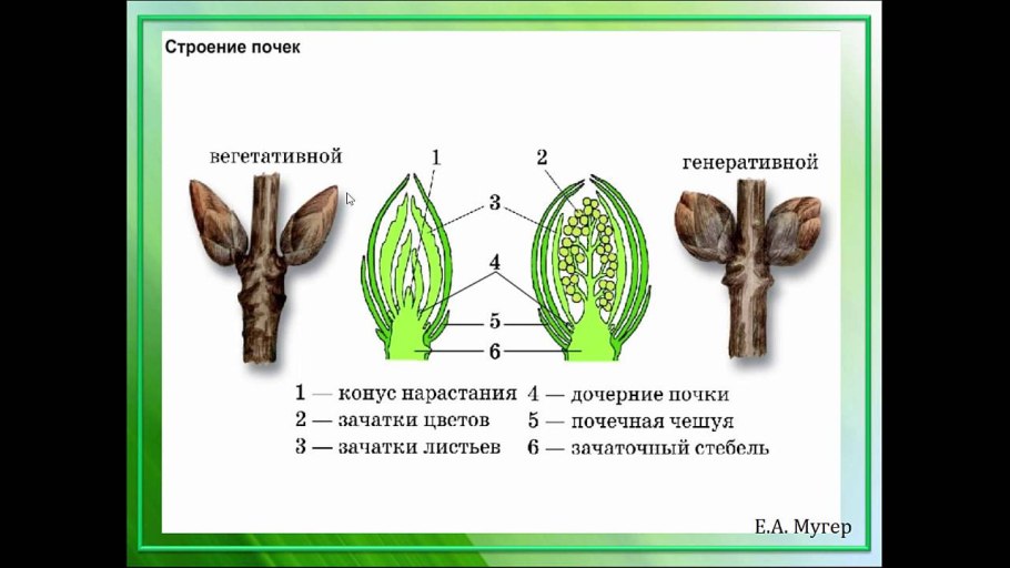 Прямостоячий побег