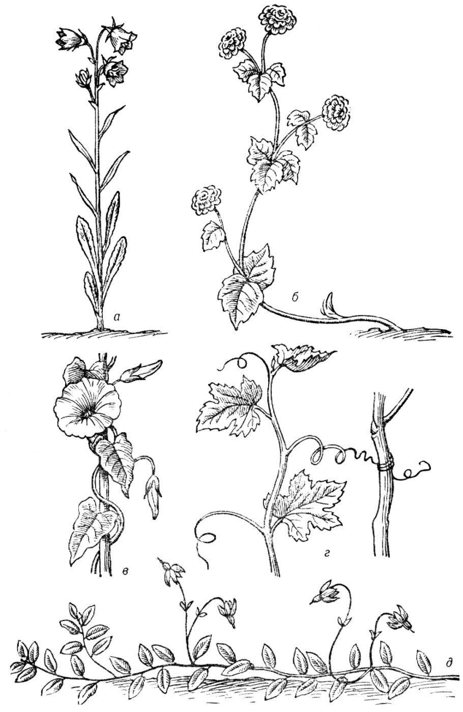 Хвощевидные весенний побег