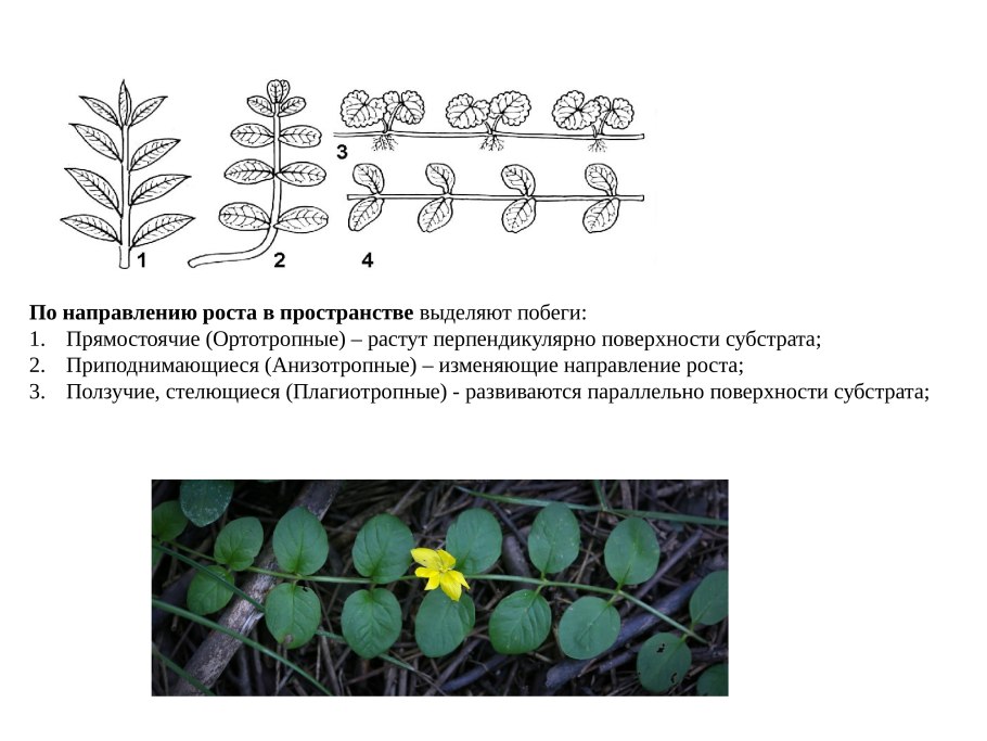 Схема обрезки виноградной лозы