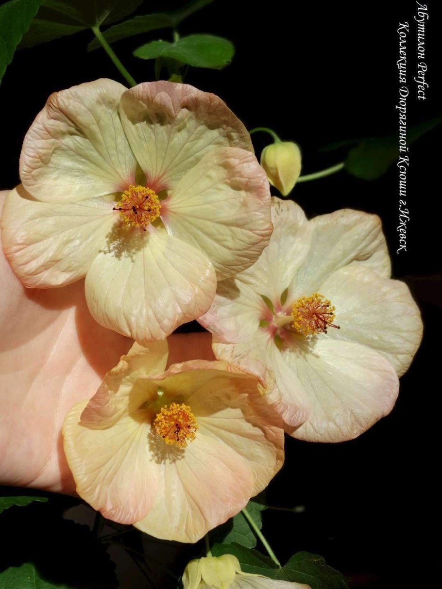 Абутилон мегапотамский