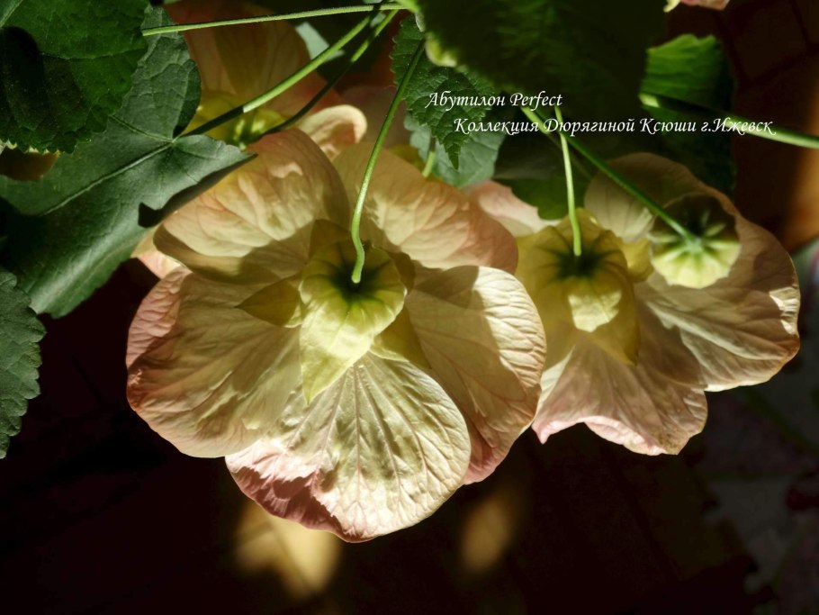 Голопопим в пять лет ню