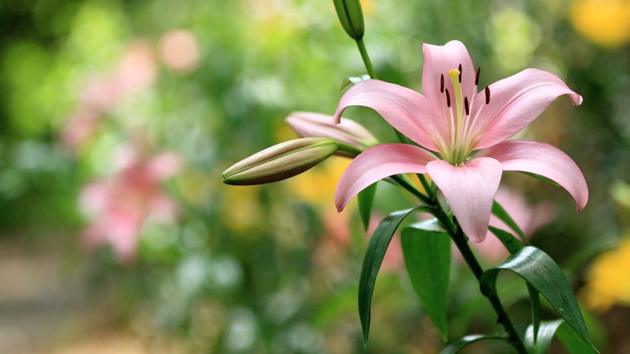 Лилия Фловер Пинк