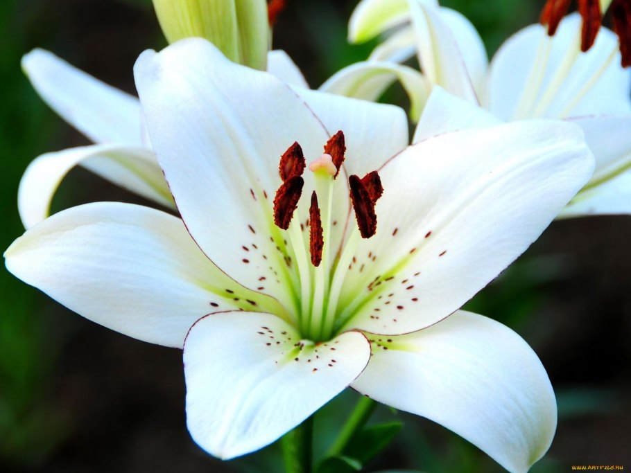 Лилия обыкновенная белая