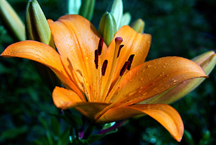 Яркие лилии