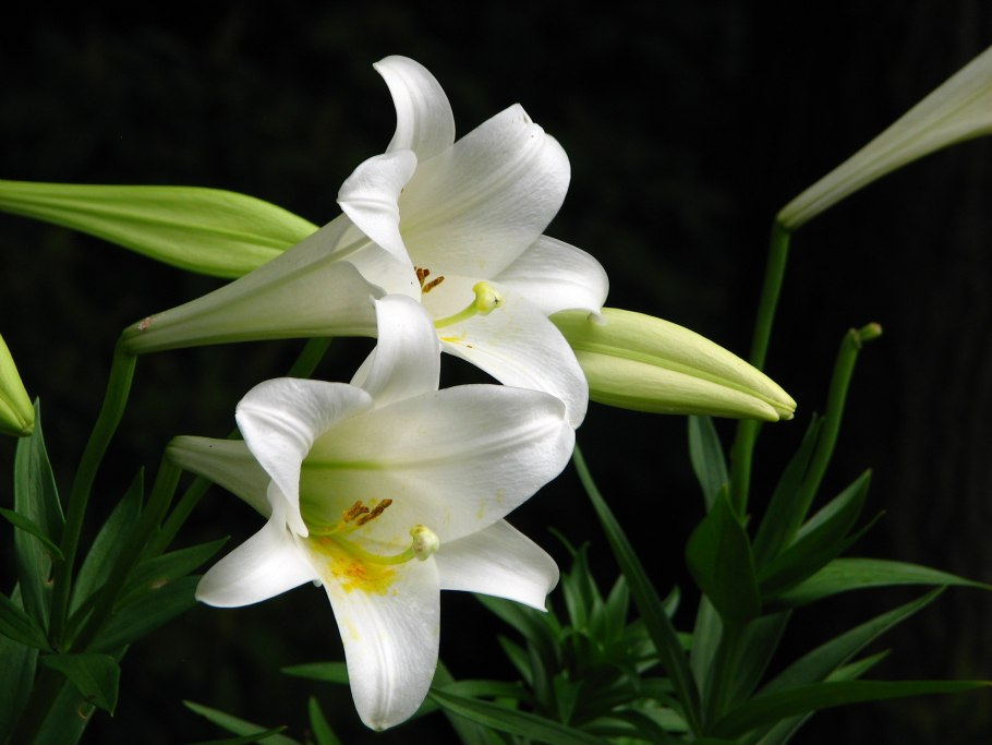 Лилии мерлуза