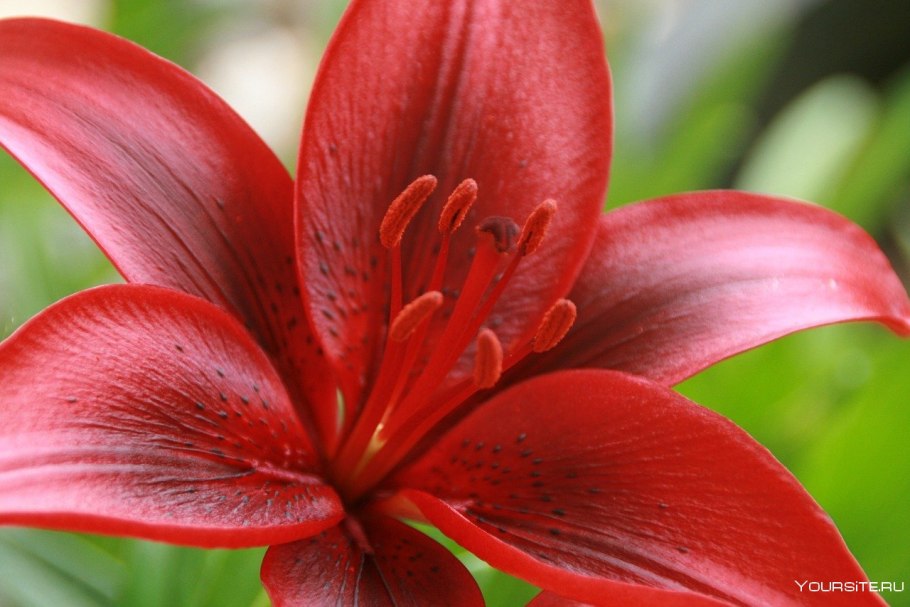 Красная Нильская Лилия