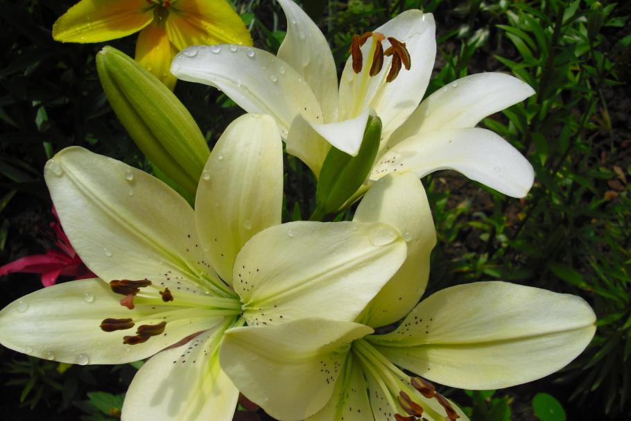 Лилии Примроуз Хилл