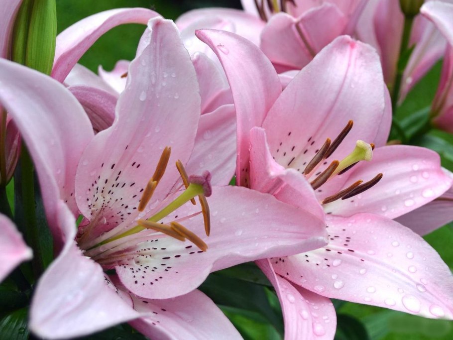 Лилия сорт "Ольга"