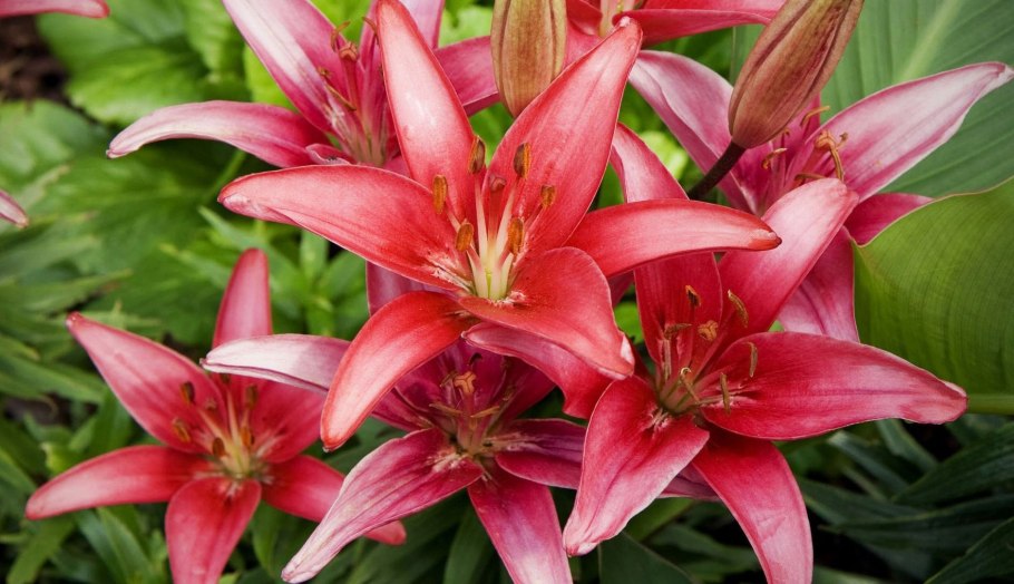 Лилия ред Флауэр