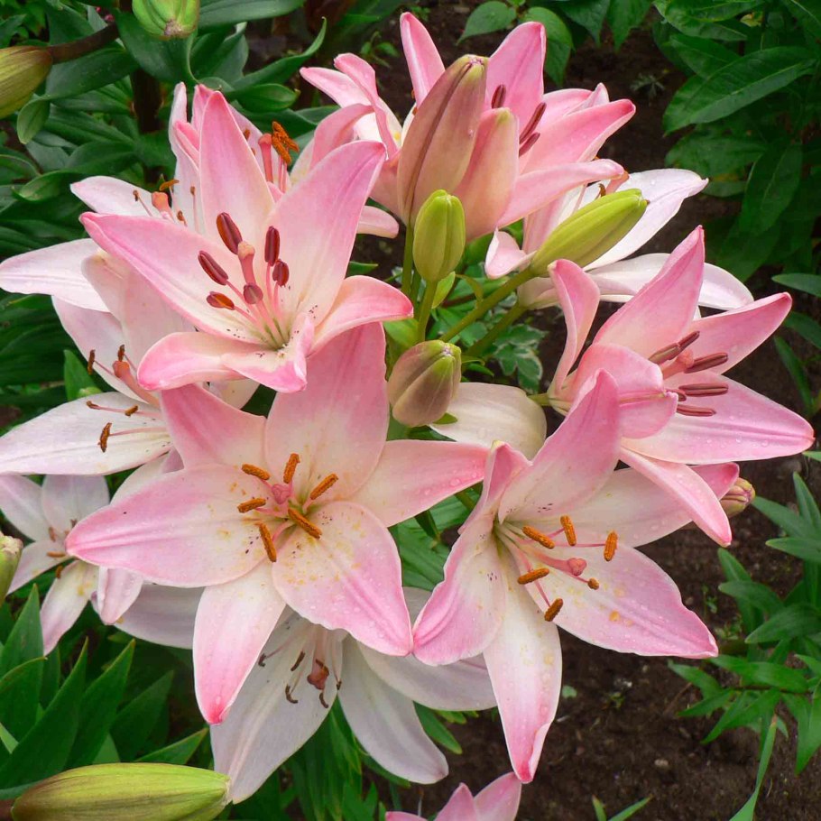 Лилия азиатская Марлен