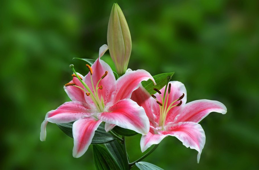 Королевская Лилия