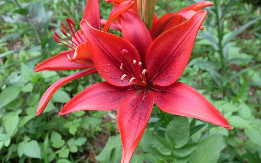 Лилия Батавус