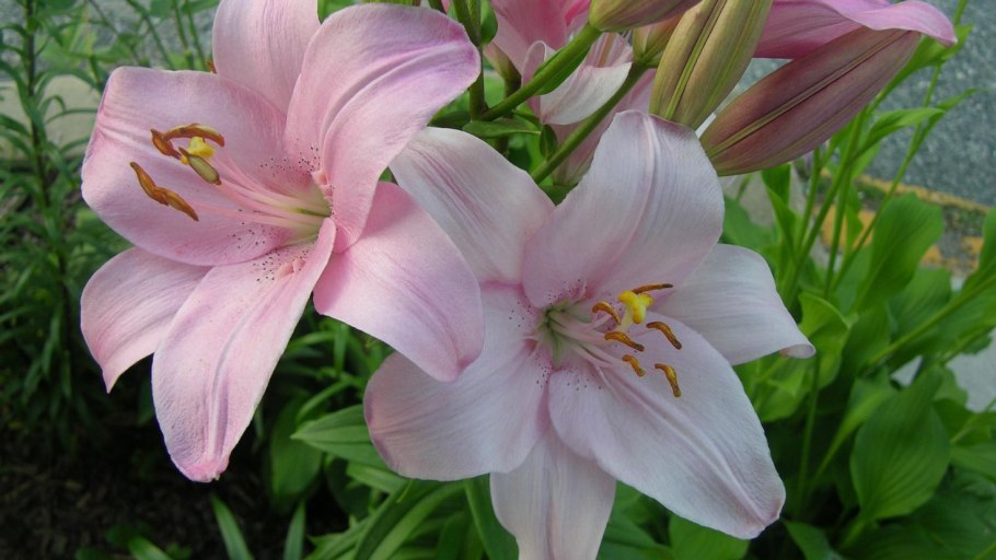 Лилия бергамо