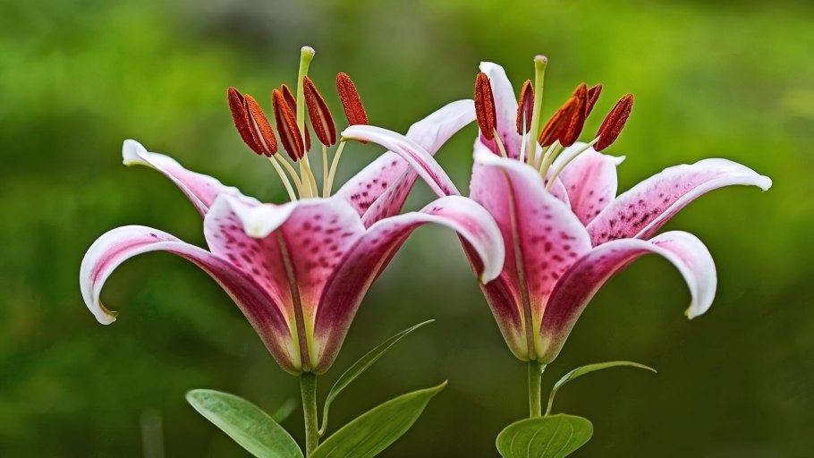 Лилия обыкновенная белая