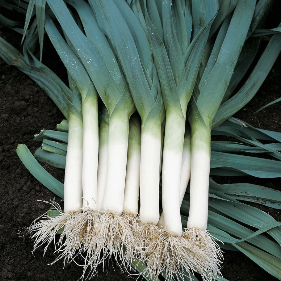 Лук репчатый латынь