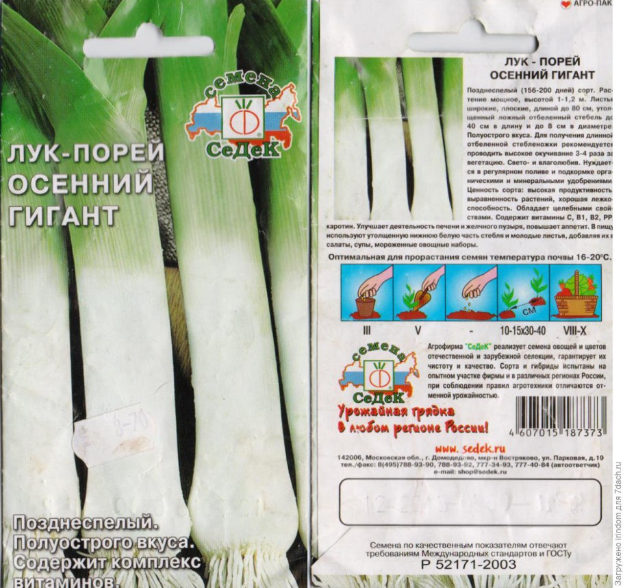 Лук порей на грядке