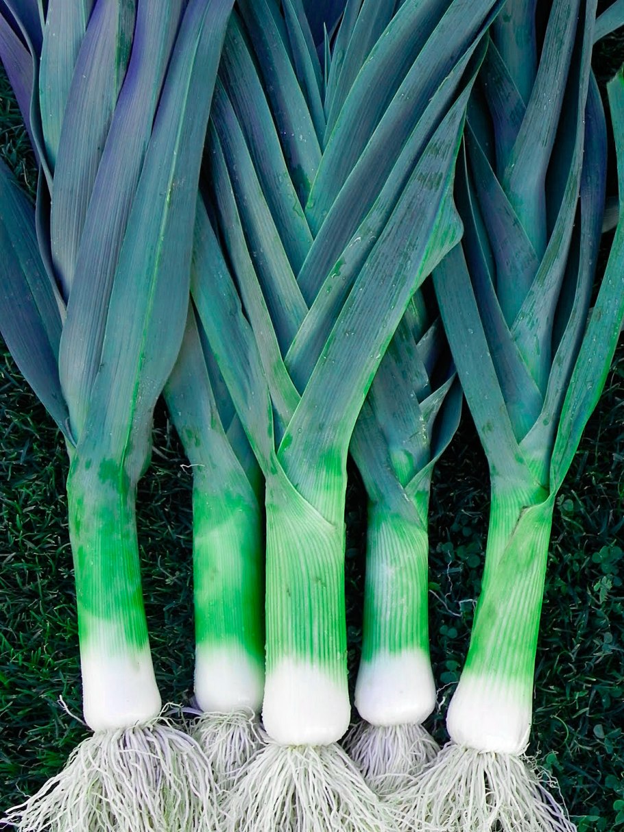 Лук порей съедобная часть