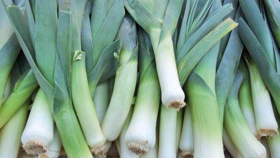 Leek лук порей