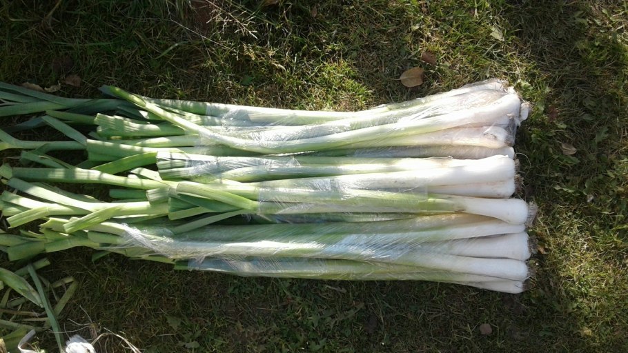 Лук порей символ