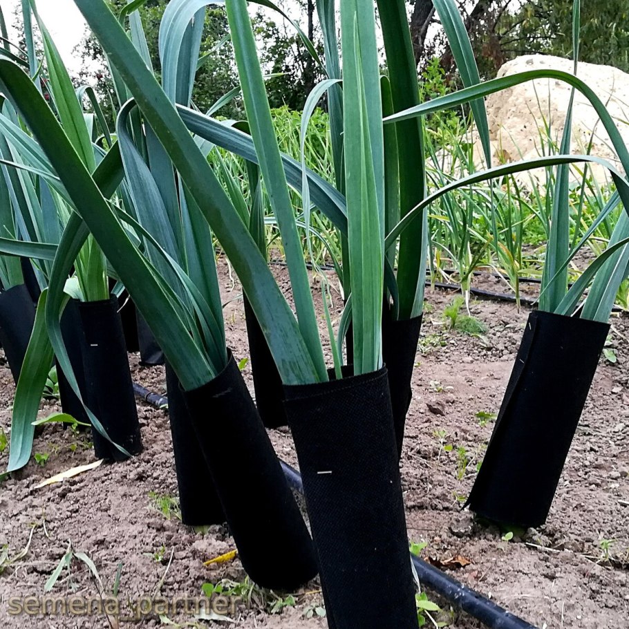 Лук порей Гулливер