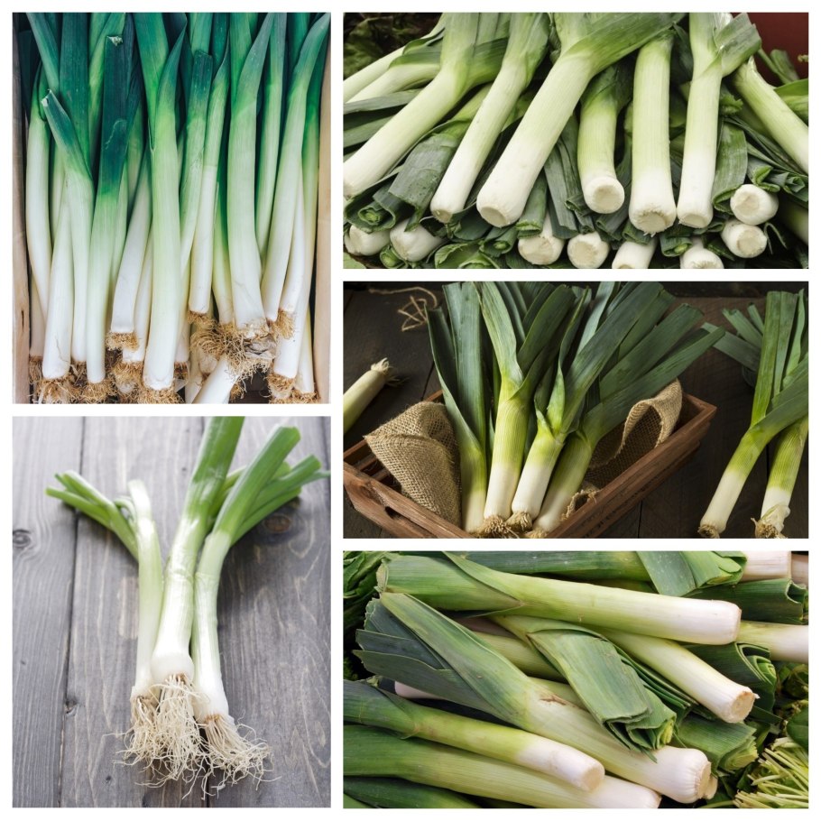 Лук-порей сорта для средней полосы