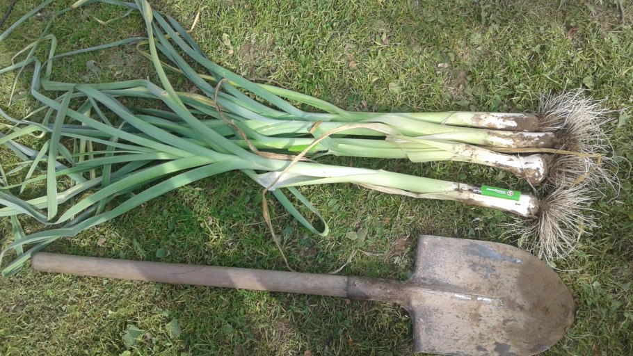 Окучивание порея