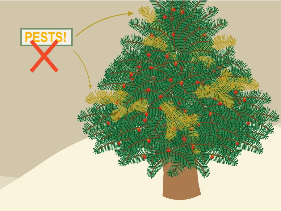 Тисс ягодный (Taxus baccata