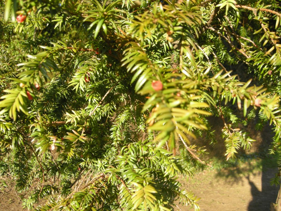 Taxus baccata в изгороди не стриженный