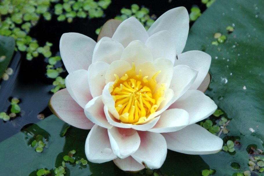 Лотус Фловер